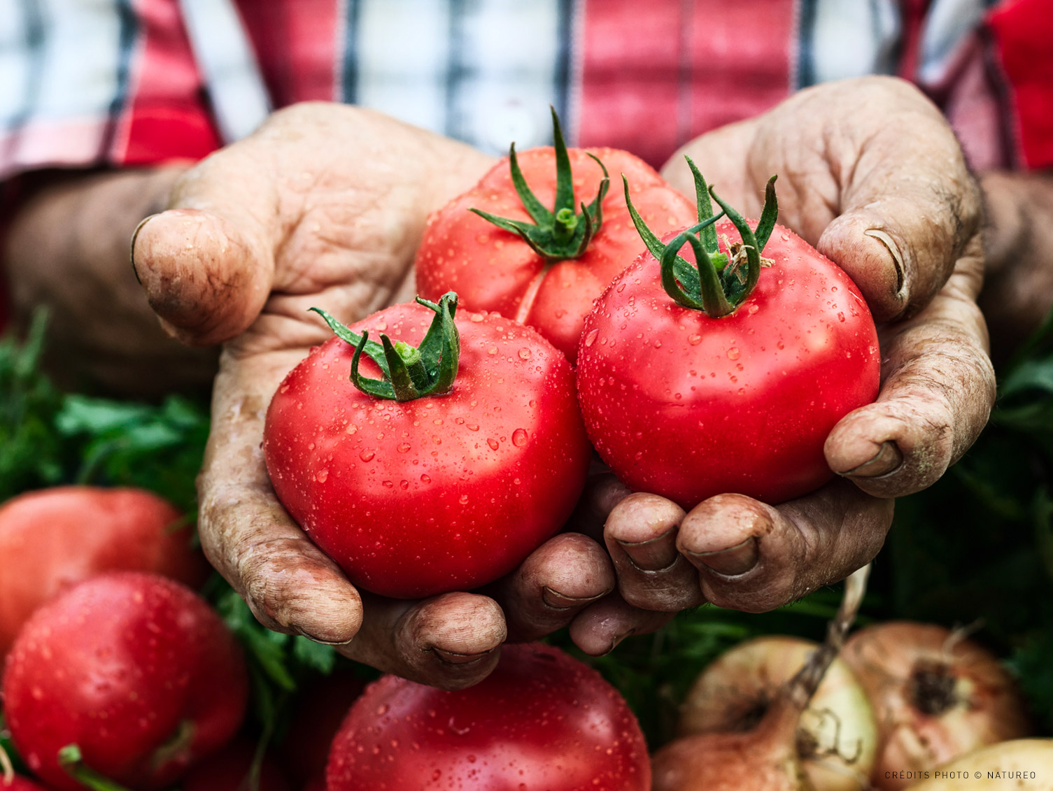 Photo tomates Natureo