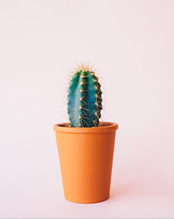 Photo cactus Photo cactus