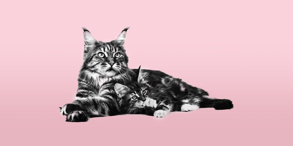 Royal Canin
